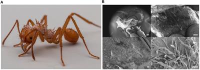 Genome Analysis of Two Pseudonocardia Phylotypes Associated with Acromyrmex Leafcutter Ants Reveals Their Biosynthetic Potential